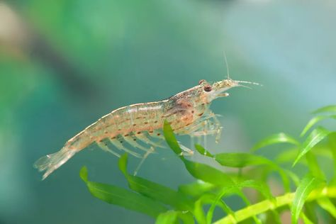 An Amano shrimp; A compatible tank mate for the Orange Eye Blue Tiger Shrimp