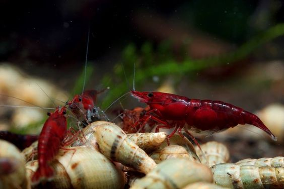 Bloody Mary Shrimp Care Guide