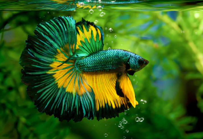 A Betta in a planted tank.