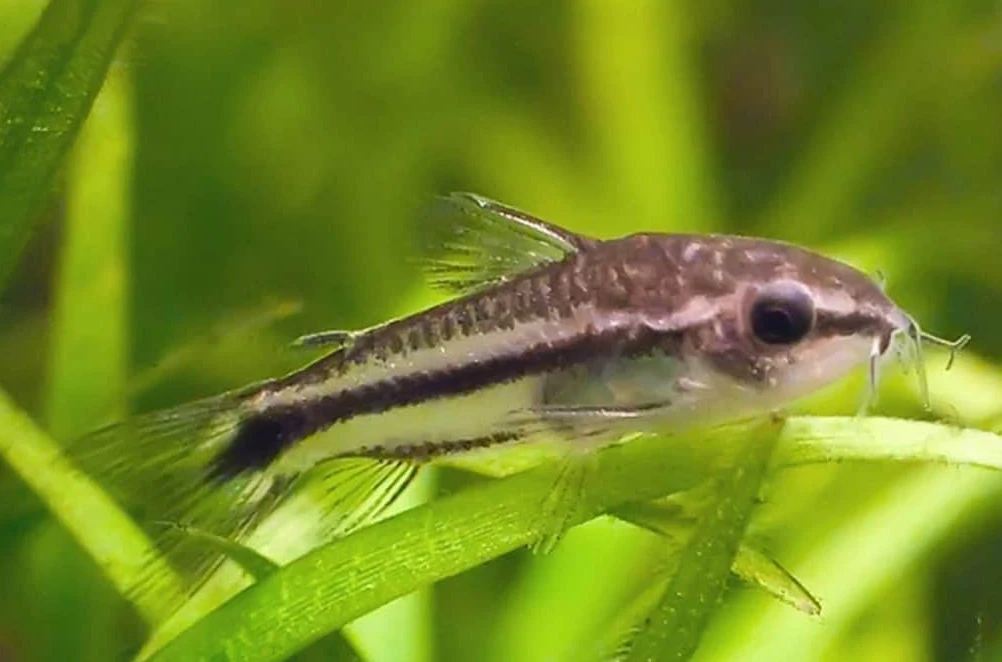 Pygmy Corydoras resting on a plant in its nano aquarium