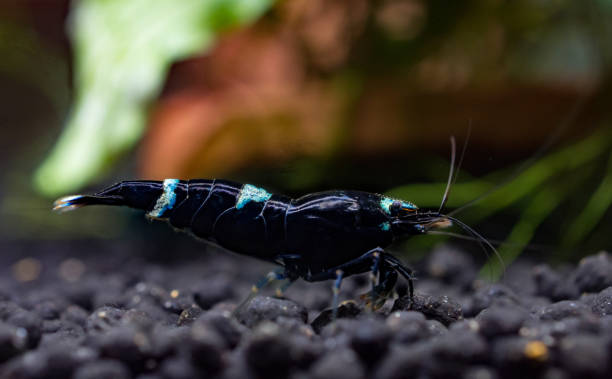 Black King Kong Shrimp on Active Soil