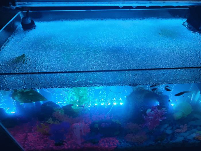 Foam Bubbles in Aquarium