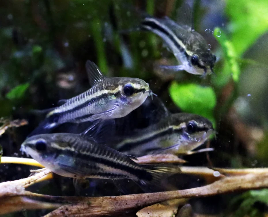 Happy and healthy pygmy corydoras