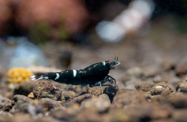 Black King Kong Shrimp with faint markings