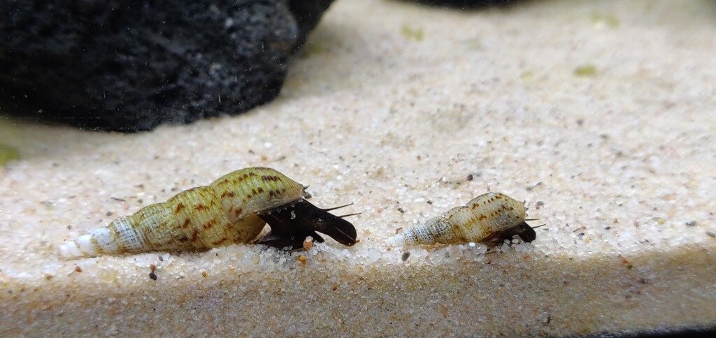 A young and mature Malaysian Trumpet Snail scooting along the sand substrate