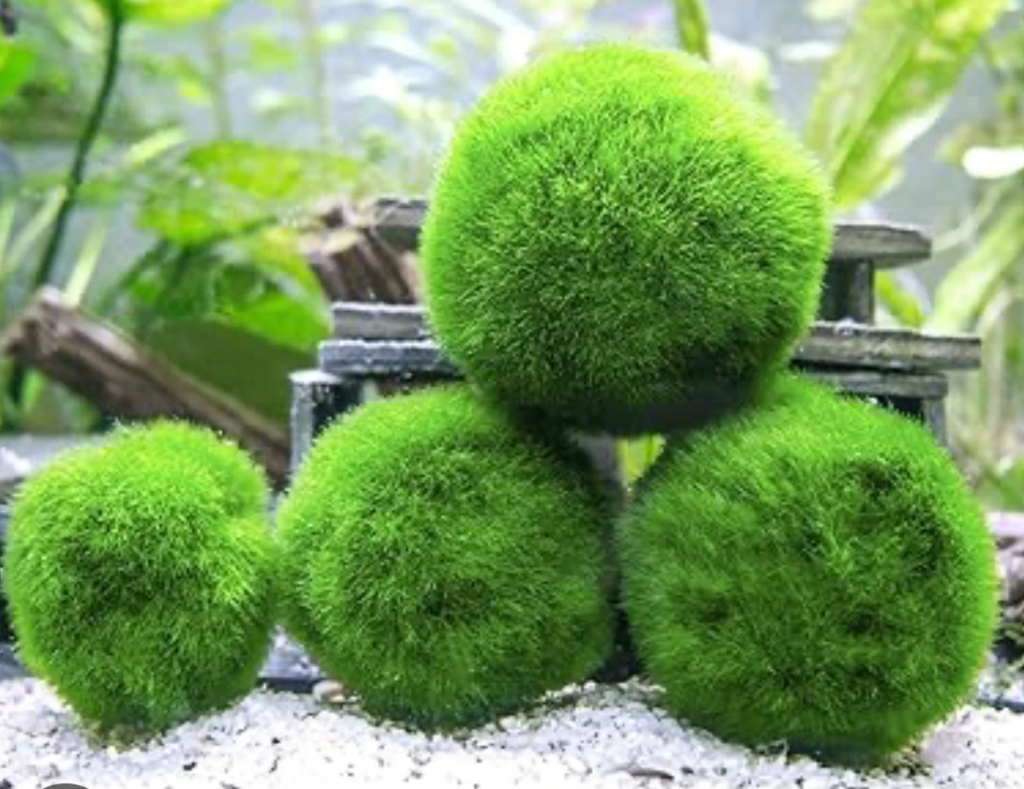 Marimo moss balls in the foreground of a planted Betta tank on a white granite substrate