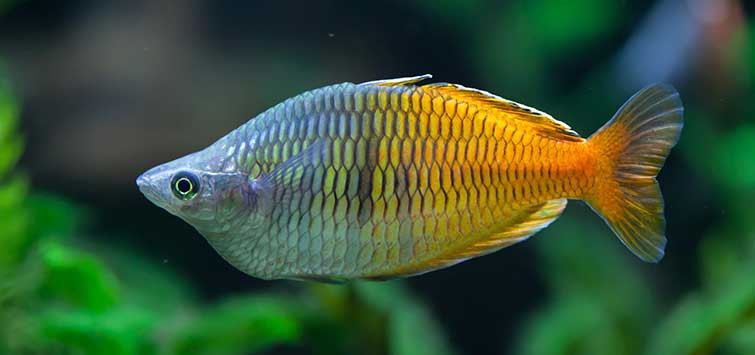 A rainbowfish in the foreground of its planted tank.