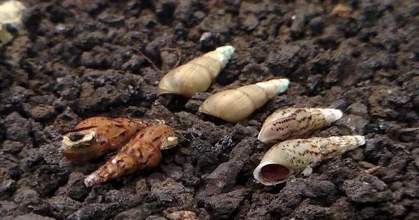 Check out the Different Color Patterns of Malaysian Trumpet Snails