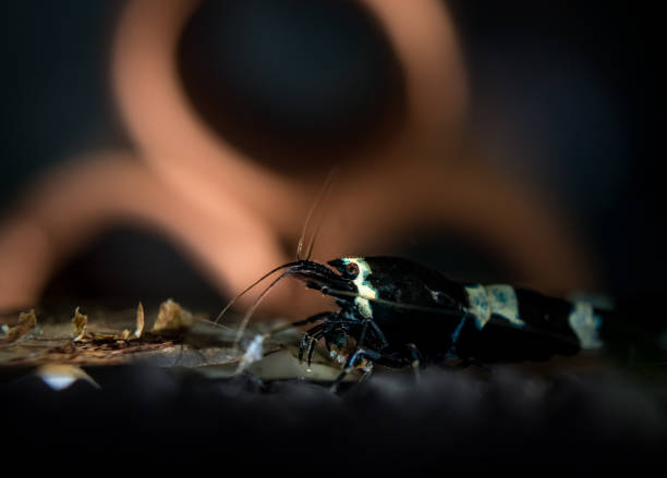 A closer look at the Black King Kong Shrimp with translucent markings