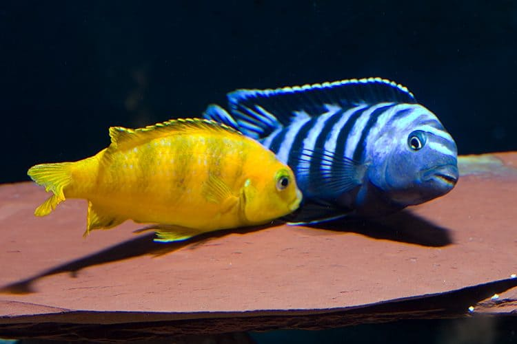Pseudotropheus saulosi: A Vibrant Mbuna Cichlid for Your Aquarium
