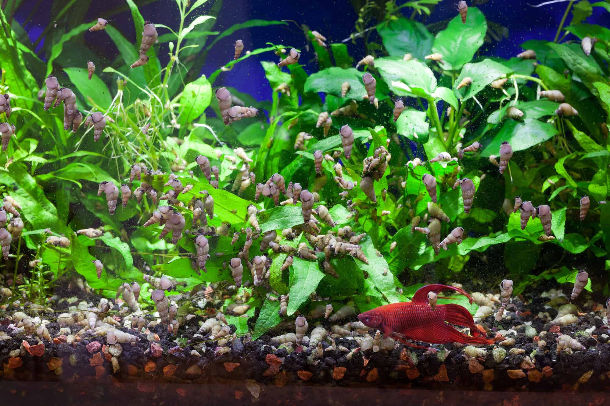 Malaysian Trumpet Snail Infestation