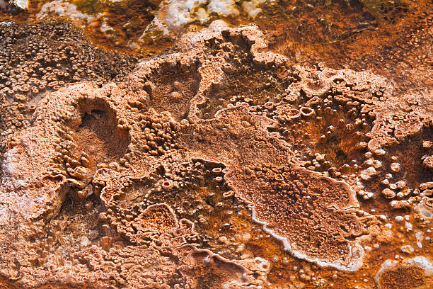 Biofilm Zoomed In - Yummy, If You're A Shrimp