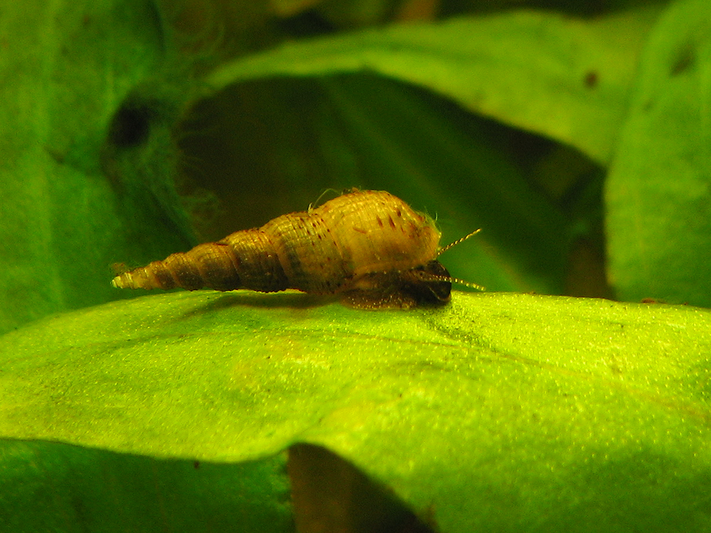 Cute Red Rimmed Melania aka Malaysian Trumpet Snail in its planted tank