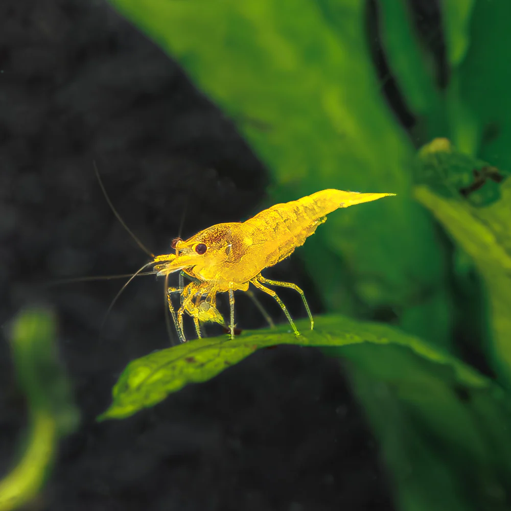 The Yellow King Kong Shrimp