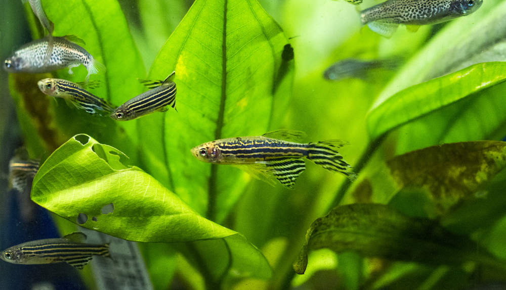 Zebra Danio enjoying their planted aquarium