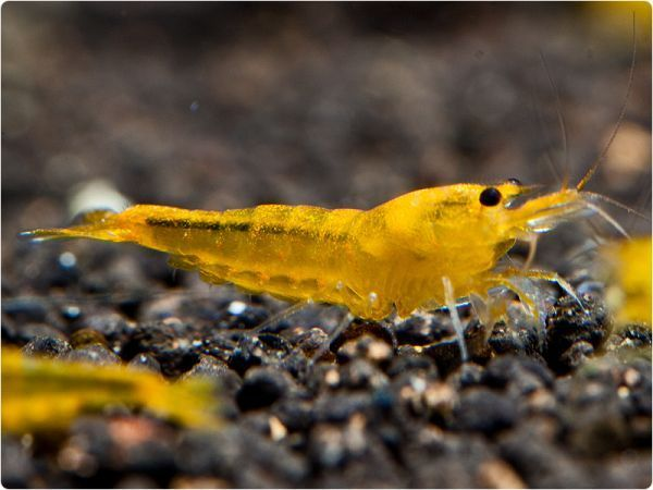 A Vibrant Yellow King Kong Shrimp 