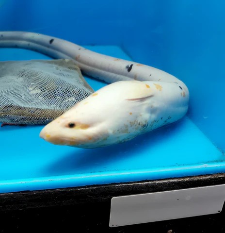 A happy and healthy Albino Asian Swamp Eel in a blue enclosure.
