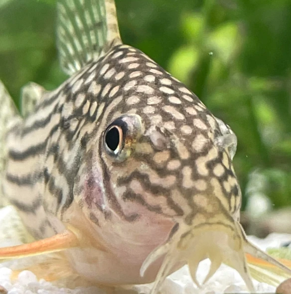 Sterba’s Corydoras are cute, active bottom-dwellers