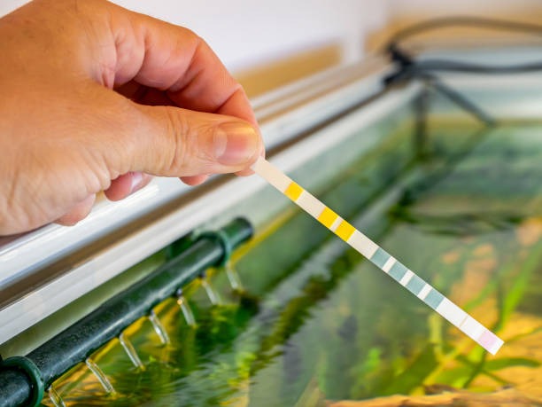 A fish keeper using a test strip to test their tank's water parameters.