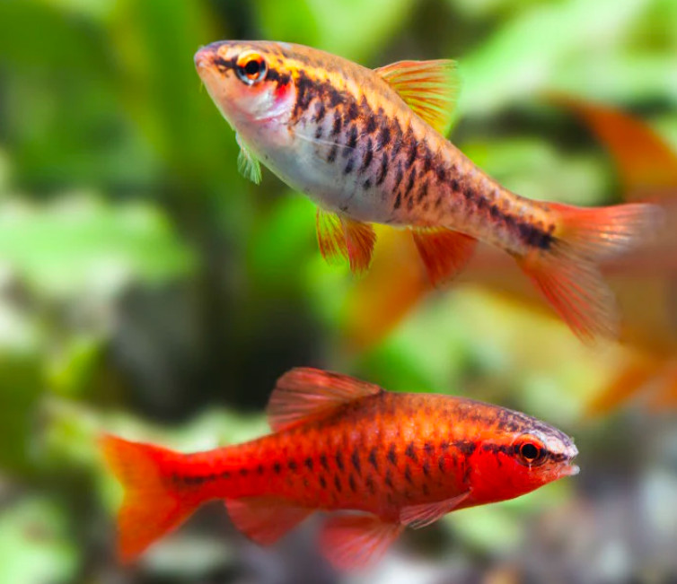 A Cherry barb pair in a planted tank.