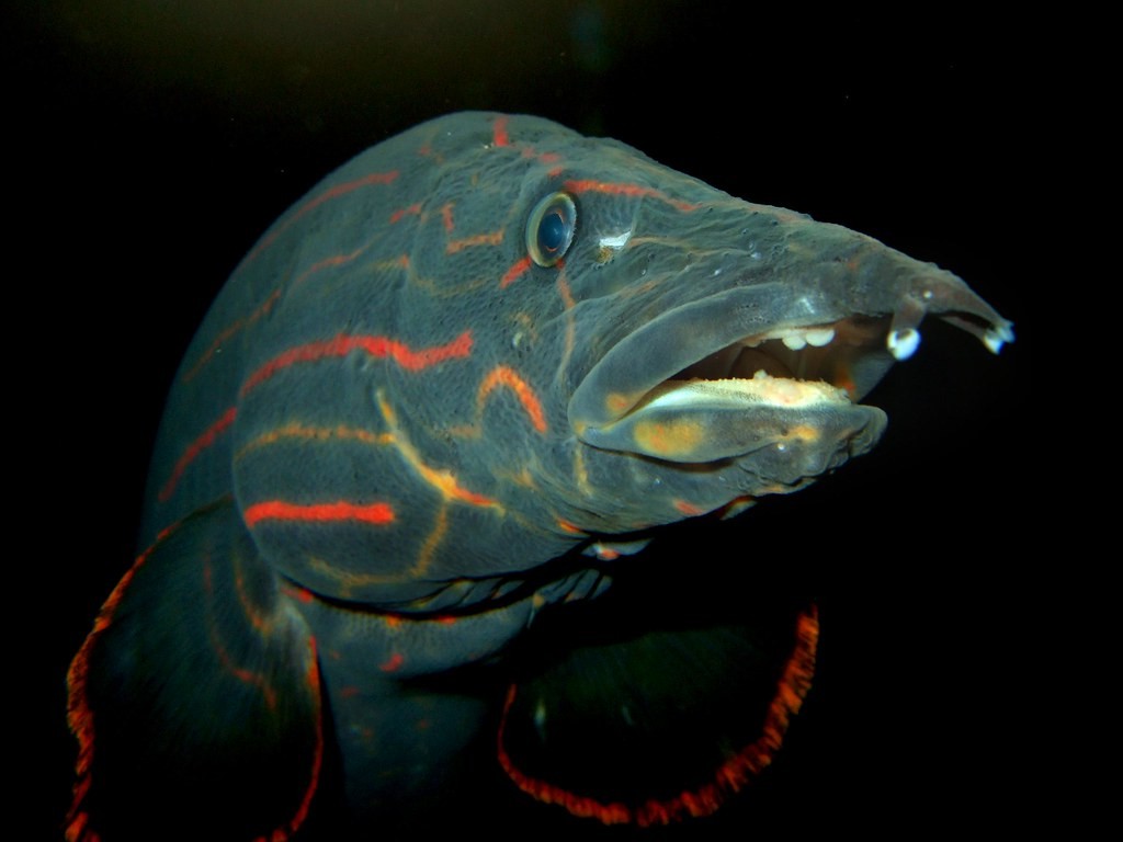 A close-up of a Fire Eel's face with its mouth slightly open.
