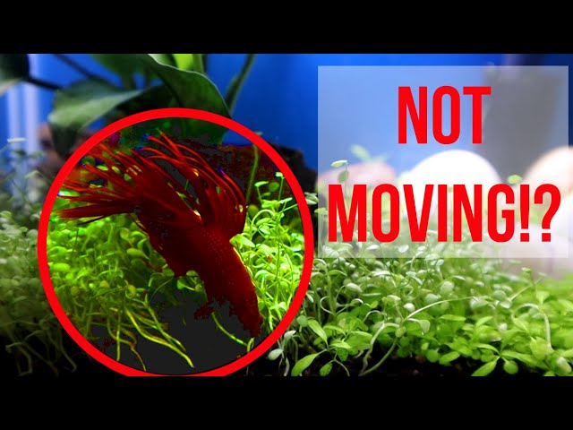 Why Is My Betta Fish Staying Still?