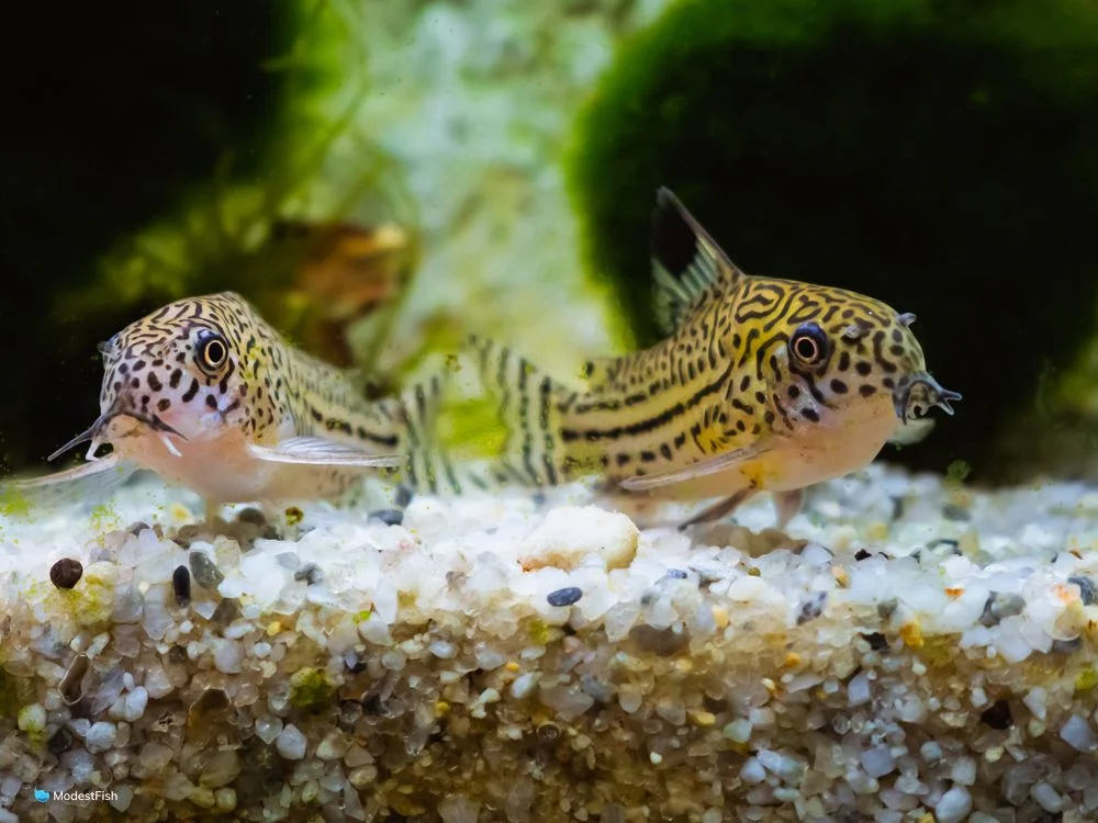 Understanding the Nature of Cory Catfish