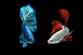 Signs of Compatibility or Conflict