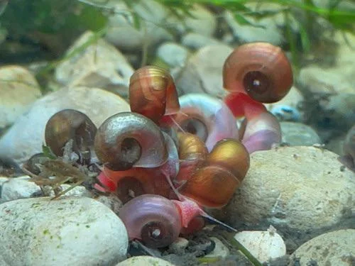Lots of Ramshorn snails