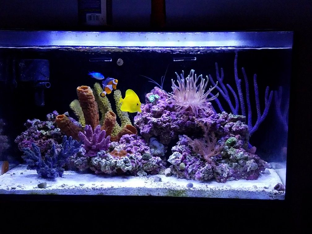 Pictured, Saltwater fish in 20 gallon tank
