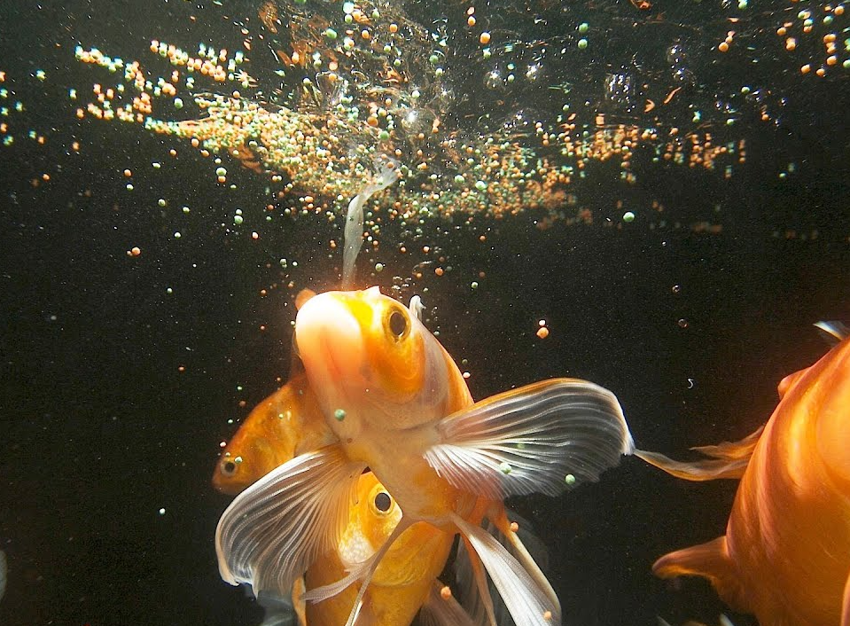 Pictured, Goldfish happily feeding