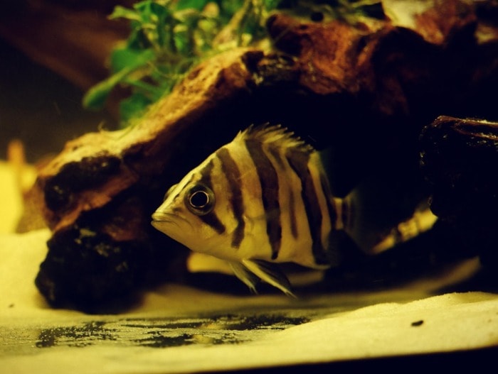 Indonesian Tiger Fish swimming near the bottom of a brackish tank