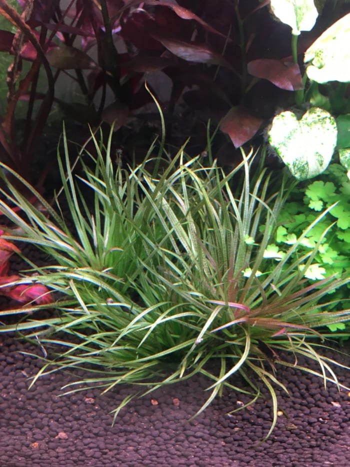 japanese bamboo plant