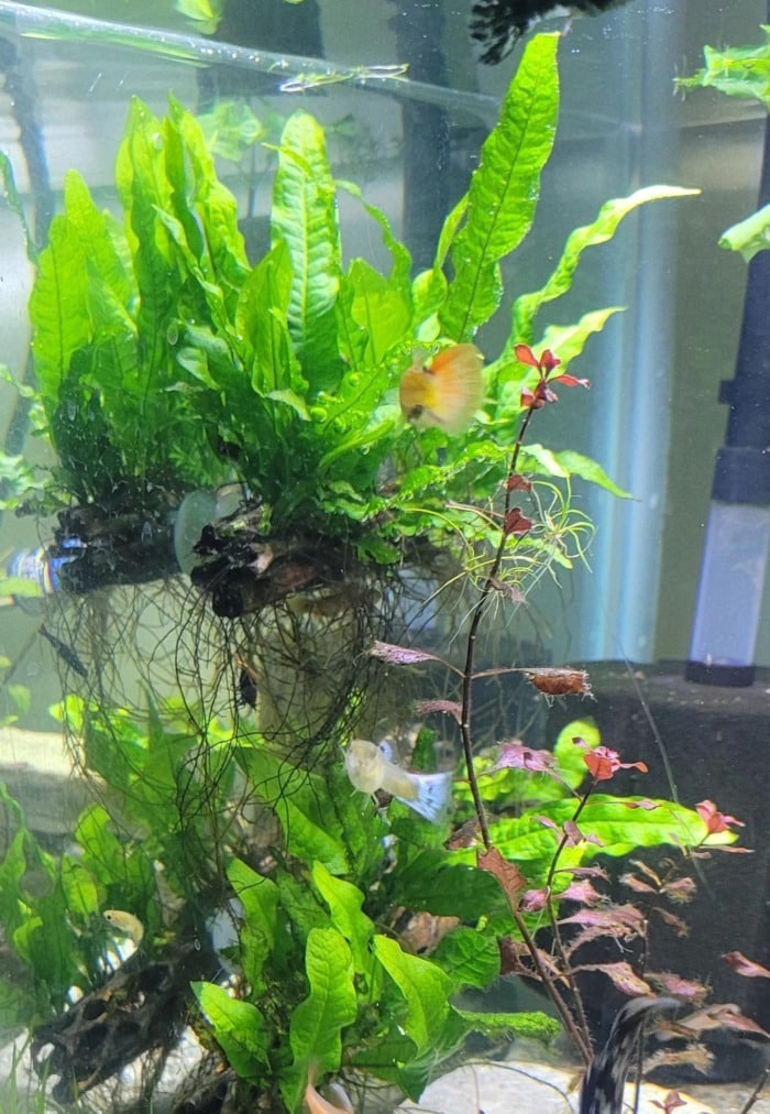 Pictured, java fern floating