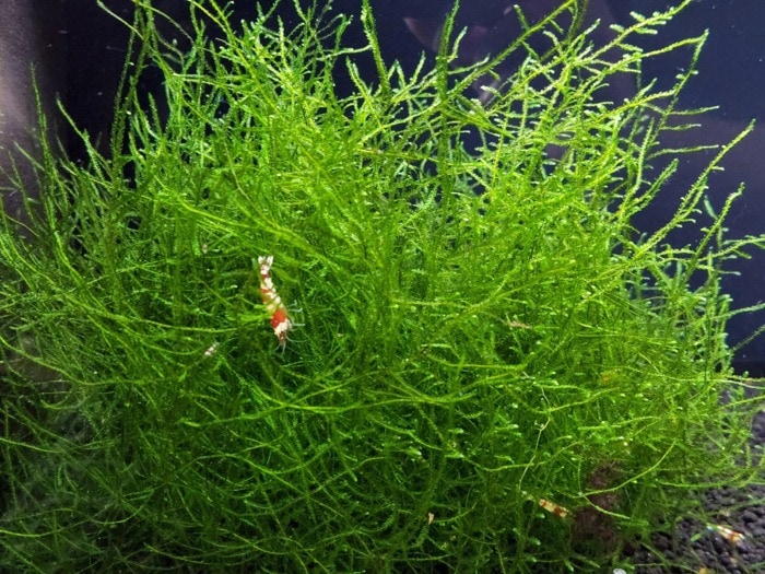 java moss