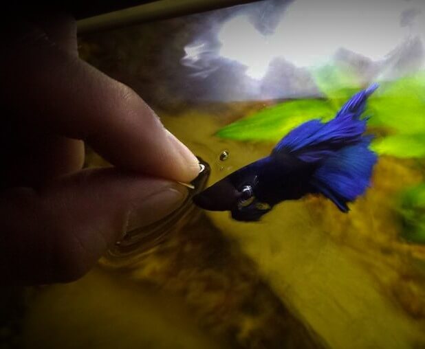 A hand feeding a Blue betta fish.