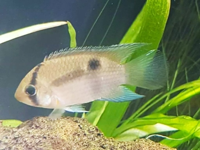 Pictured, keyhole cichlid