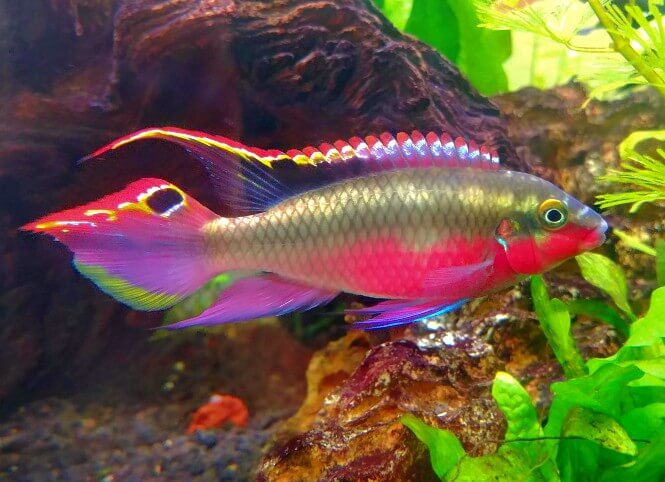 A Kribensis Cichlid with vibrant coloration