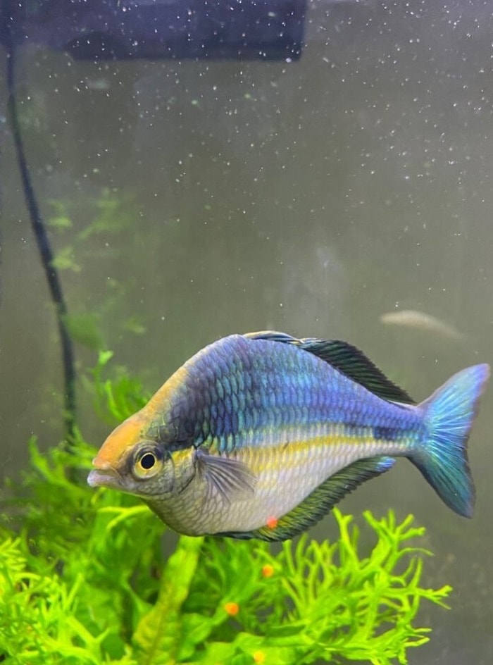 Pictured, lake kutubu rainbowfish