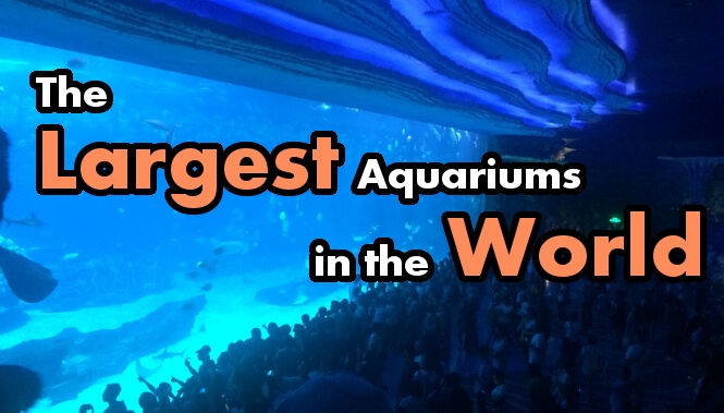 The Largest Aquarium in the world