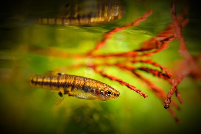 A least killifish