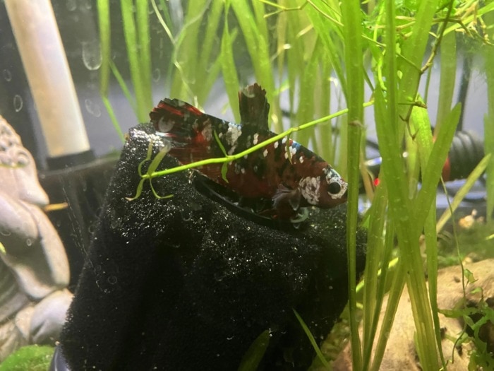 leaving the sponge part of the filter underwater