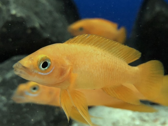 Pictured, lemon cichlid