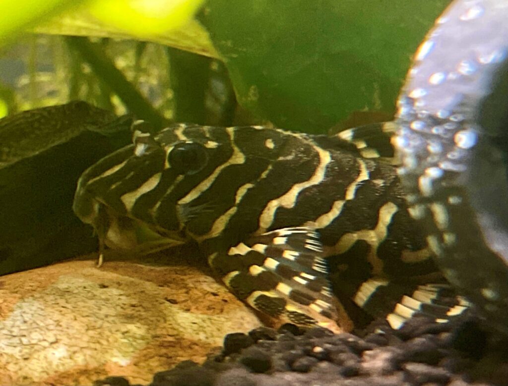 A L134 Leopard Frog Pleco in its planted aquarium