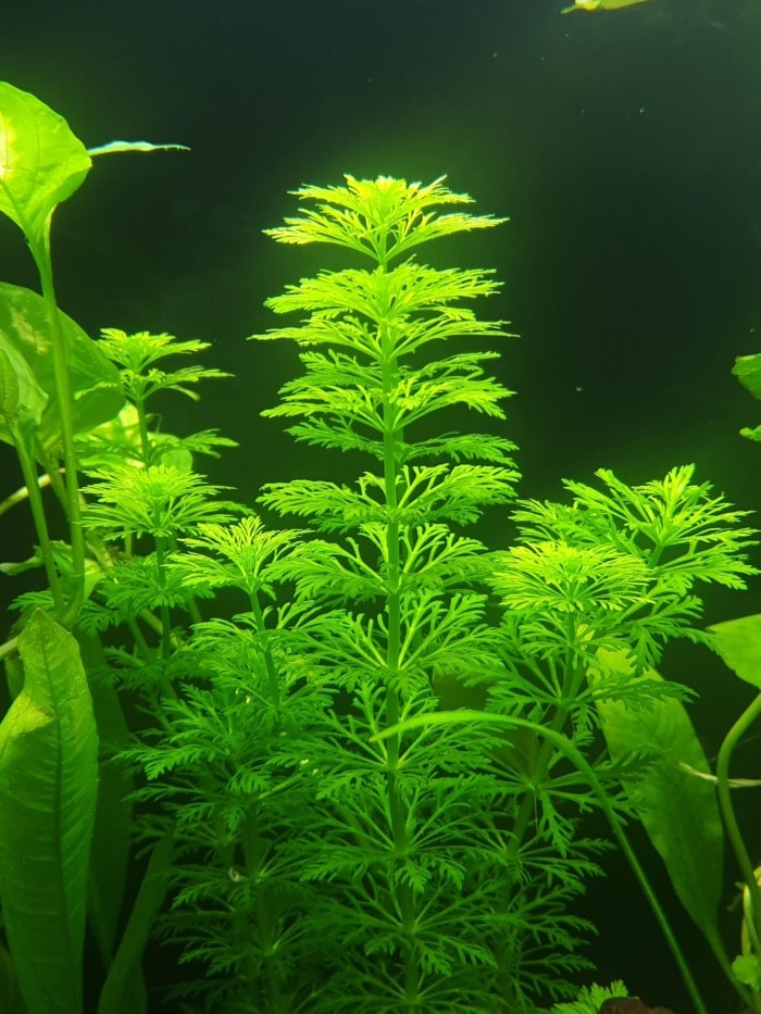Pictured, limnophila sessiliflora