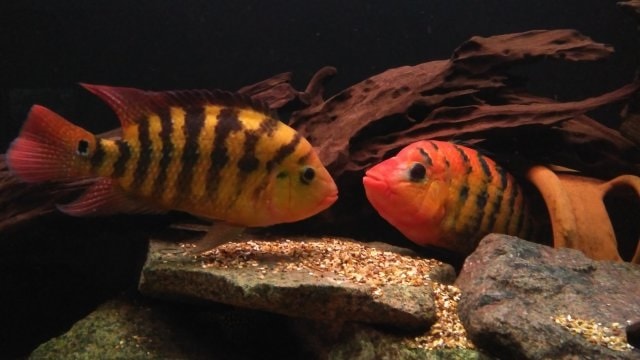 male red terror cichlid guarding spawn