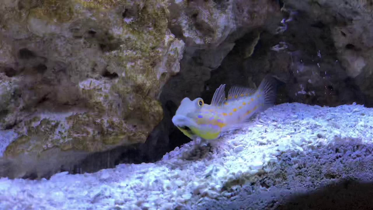 Enrichment and Activity Levels of Diamond Gobies
