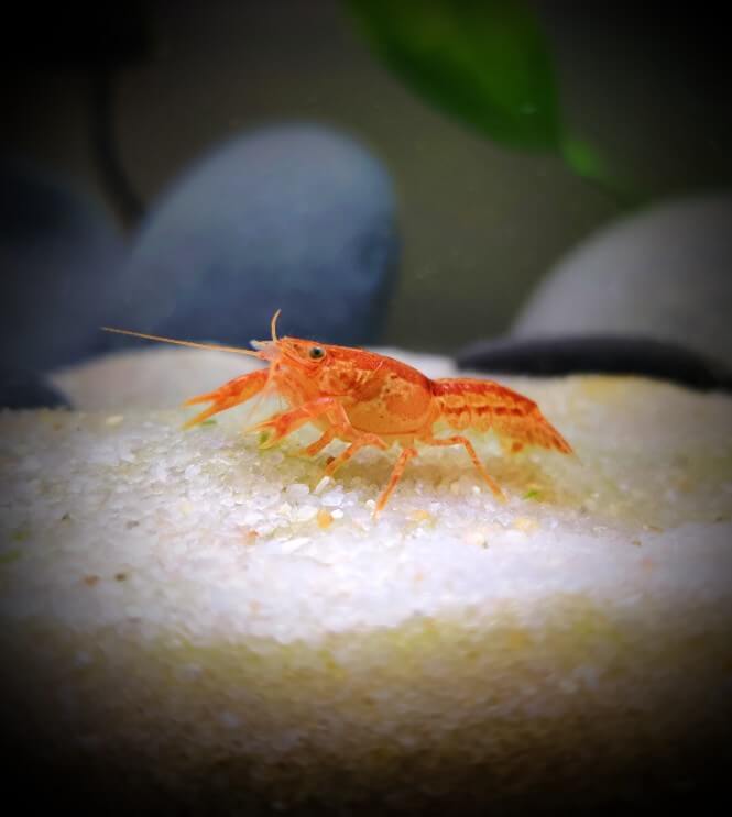 A Mexican Dwarf Crayfish