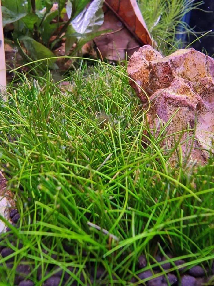 micro sword lilaeopsis brasiliensis