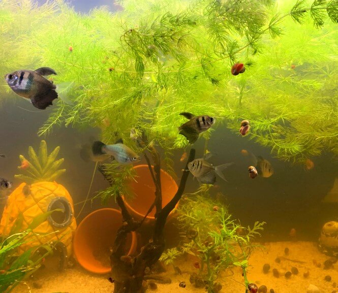 a murky aquarium